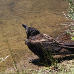 Corvus coronoides (Australian Raven) at Lake Ginninderra - 28 Dec 2015 by Alison Milton