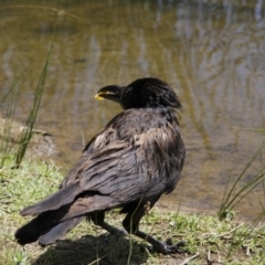 Corvus coronoides at Belconnen, ACT - 28 Dec 2015 03:34 PM