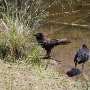 Corvus coronoides at Belconnen, ACT - 28 Dec 2015 03:34 PM