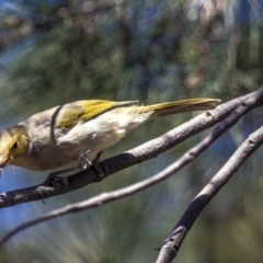 Ptilotula penicillata (White-plumed Honeyeater) at Lake Ginninderra - 20 Mar 2016 by AlisonMilton