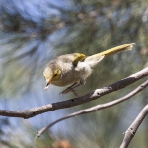 Ptilotula penicillata at Belconnen, ACT - 20 Mar 2016 12:47 PM