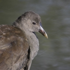 Gallinula tenebrosa (Dusky Moorhen) at Lake Ginninderra - 19 Mar 2016 by Alison Milton