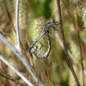 Orthetrum caledonicum at Garran, ACT - 20 Dec 2016 08:57 AM