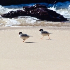 Charadrius rubricollis (Hooded Plover) at Eden, NSW - 2 Aug 2017 by RossMannell