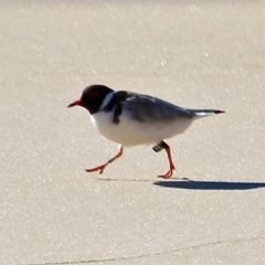 Charadrius rubricollis at suppressed - suppressed