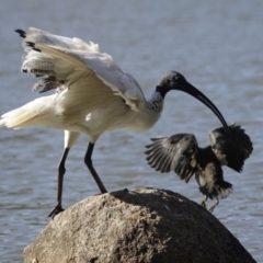 Threskiornis molucca (Australian White Ibis) at Belconnen, ACT - 20 Mar 2016 by AlisonMilton