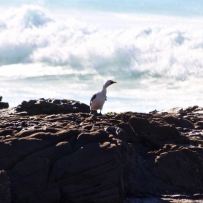 Microcarbo melanoleucos (Little Pied Cormorant) at Eden, NSW - 1 Aug 2017 by RossMannell