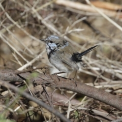 Malurus cyaneus (Superb Fairywren) at Belconnen, ACT - 20 Mar 2016 by Alison Milton