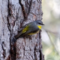 Eopsaltria australis (Eastern Yellow Robin) at Ben Boyd National Park - 1 Aug 2017 by RossMannell