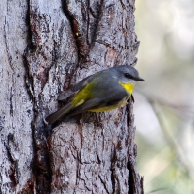 Eopsaltria australis (Eastern Yellow Robin) at Ben Boyd National Park - 2 Aug 2017 by RossMannell