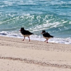 Haematopus longirostris (Australian Pied Oystercatcher) at Eden, NSW - 2 Aug 2017 by RossMannell