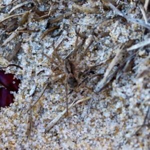 Venatrix australiensis at Eden, NSW - 2 Aug 2017 11:07 AM