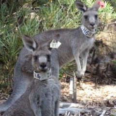 Macropus giganteus (Eastern Grey Kangaroo) at Acton, ACT - 6 Jan 2017 by roymcd