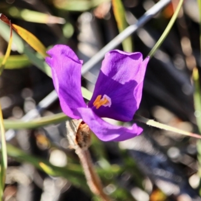 Patersonia sp. at Ben Boyd National Park - 1 Aug 2017 by RossMannell