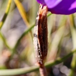 Patersonia sp. at Eden, NSW - 2 Aug 2017