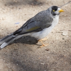 Manorina melanocephala (Noisy Miner) at Lake Ginninderra - 20 Mar 2016 by AlisonMilton