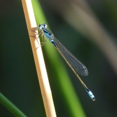 Ischnura heterosticta (Common Bluetail Damselfly) at QPRC LGA - 16 Jan 2017 by roymcd