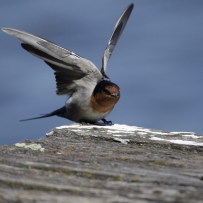Hirundo neoxena (Welcome Swallow) at Lake Ginninderra - 26 Mar 2016 by Alison Milton