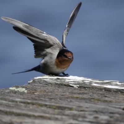 Hirundo neoxena (Welcome Swallow) at Lake Ginninderra - 26 Mar 2016 by AlisonMilton