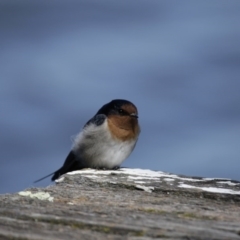 Hirundo neoxena at Belconnen, ACT - 26 Mar 2016