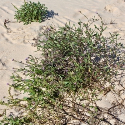 Cakile sp. (Sea Rocket) at Eden, NSW - 2 Aug 2017 by RossMannell