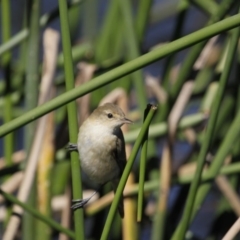 Acrocephalus australis (Australian Reed-Warbler) at Belconnen, ACT - 26 Mar 2016 by Alison Milton