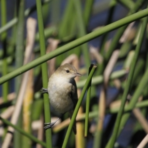 Acrocephalus australis at Belconnen, ACT - 26 Mar 2016