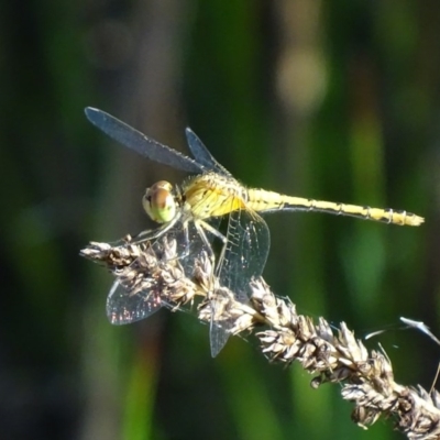 Diplacodes bipunctata (Wandering Percher) at QPRC LGA - 16 Jan 2017 by roymcd