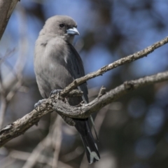 Artamus cyanopterus (Dusky Woodswallow) at Belconnen, ACT - 26 Mar 2016 by AlisonMilton