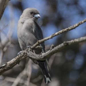 Artamus cyanopterus at Belconnen, ACT - 26 Mar 2016