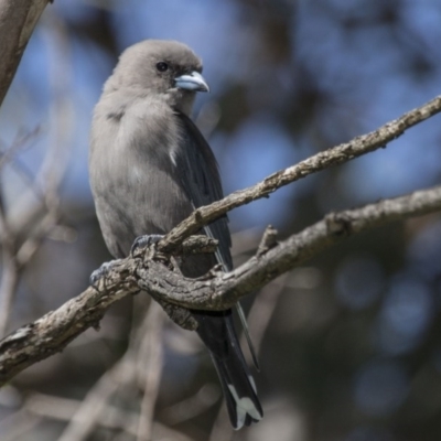 Artamus cyanopterus cyanopterus (Dusky Woodswallow) at Belconnen, ACT - 26 Mar 2016 by Alison Milton