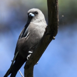 Artamus cyanopterus at Belconnen, ACT - 26 Mar 2016