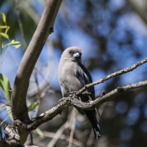 Artamus cyanopterus at Belconnen, ACT - 26 Mar 2016