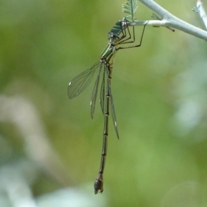 Synlestes weyersii tillyardi at Booth, ACT - 6 Mar 2017 11:52 AM