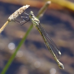 Synlestes weyersii at Rendezvous Creek, ACT - 6 Mar 2017