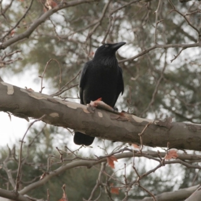 Corvus coronoides (Australian Raven) at Lake Ginninderra - 19 May 2016 by Alison Milton