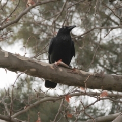 Corvus coronoides (Australian Raven) at Belconnen, ACT - 19 May 2016 by Alison Milton