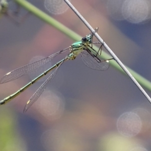 Synlestes weyersii tillyardi at Rendezvous Creek, ACT - 6 Mar 2017 01:05 PM