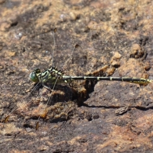 Austrogomphus guerini at Rendezvous Creek, ACT - 6 Mar 2017