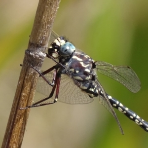 Austroaeschna parvistigma at Rendezvous Creek, ACT - 6 Mar 2017