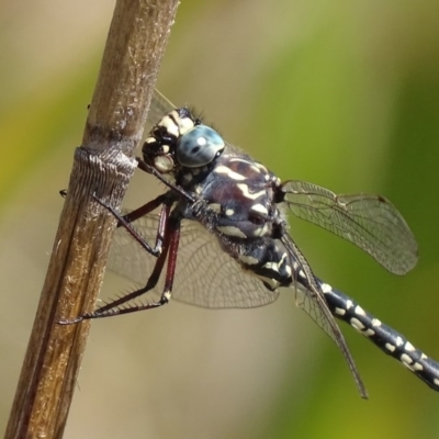 Austroaeschna parvistigma (Swamp Darner) at Namadgi National Park - 6 Mar 2017 by roymcd