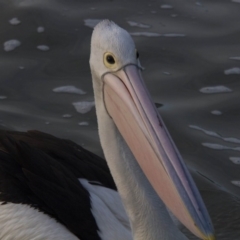 Pelecanus conspicillatus (Australian Pelican) at Lake Ginninderra - 29 Jul 2016 by Alison Milton