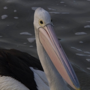 Pelecanus conspicillatus at Belconnen, ACT - 29 Jul 2016