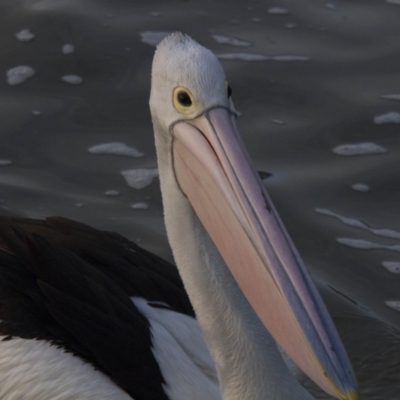 Pelecanus conspicillatus (Australian Pelican) at Belconnen, ACT - 29 Jul 2016 by Alison Milton