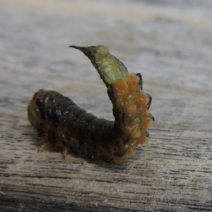 Pterygophorus sp. (genus) at Conder, ACT - 24 Apr 2016