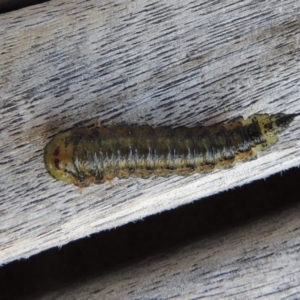 Pterygophorus sp. (genus) at Conder, ACT - 24 Apr 2016