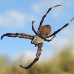 Hortophora sp. (genus) (Garden orb weaver) at Old Tuggeranong TSR - 17 Feb 2016 by MichaelBedingfield