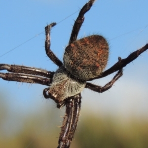 Hortophora sp. (genus) at Old Tuggeranong TSR - 17 Feb 2016 06:45 PM