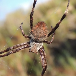 Hortophora sp. (genus) at Old Tuggeranong TSR - 17 Feb 2016 06:45 PM