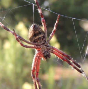 Hortophora sp. (genus) at Old Tuggeranong TSR - 17 Feb 2016 06:45 PM